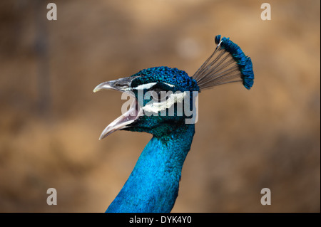 Peacock screaming loudly saying good morning royal blue head crown Stock Photo
