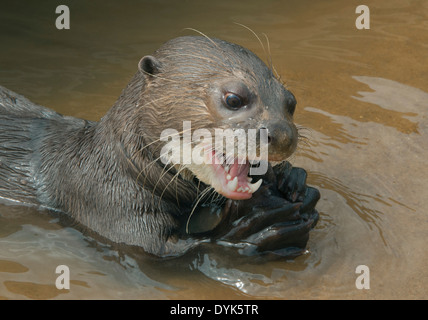 Giant Otter (Pteronura brasiliensis), Rupununi River, Karanambu Ranch, Guyana Stock Photo