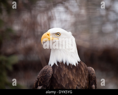 A portrait of a spectacular Bald Eagle (Haliaeetus leucocephalus), in captivity at the Saskatoon Forestry Farm Park and Zoo. Stock Photo