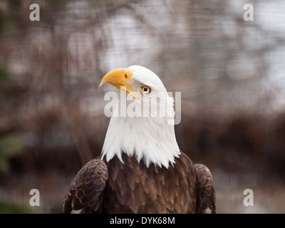 A portrait of a spectacular Bald Eagle (Haliaeetus leucocephalus), in captivity at the Saskatoon Forestry Farm Park and Zoo. Stock Photo