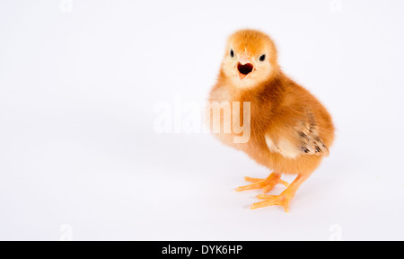 A Rhode Island Red Baby Chicken Stands Alone Just a Few Days Old Stock Photo