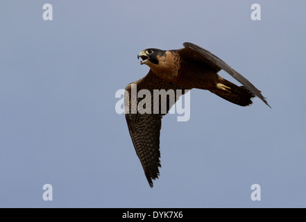 Peregrine falcon flying Arizona sonoran desert Stock Photo - Alamy