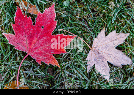A red maple leaf covered in frost on green grass on a cold autumn's morning Stock Photo