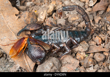Emperor scorpion (Pandinus imperator) eating cockroach, Ghana. Stock Photo