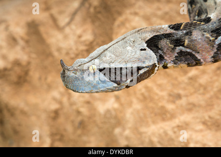 West African Gaboon viper (Bitis rhinoceros) portrait, Ghana. Stock Photo