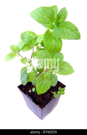 peppermint (Mentha piperita, potted plant Stock Photo