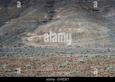 The arid landscape of Barranco de Gran Valle, Jandia Penisula, Fuerteventura, with the rare Jandia cactus, endemic to this area Stock Photo
