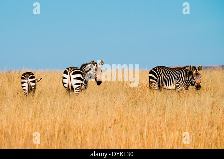 three Cape mountain zebra in their nature environment at mountain zebra national park Stock Photo