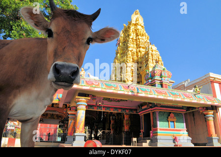 Sacred cow in front of Hindu temple, Sri Lanka Stock Photo