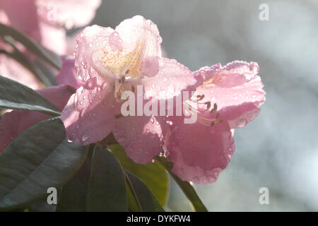 Wimbledon London UK. 21st April 2014. Rhododendron flowers covered in morning dew on Wimbledon Common Credit:  amer ghazzal/Alamy Live News Stock Photo