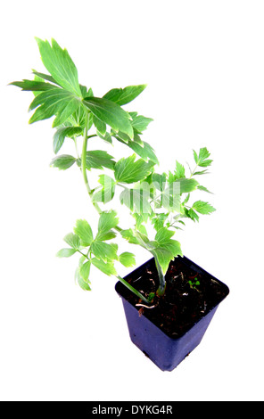 garden lovage, bladder seed (Levisticum officinale), potted plant. Stock Photo