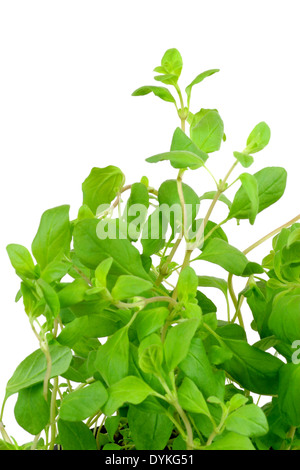 sweet marjoram, knotted marjoram (Origanum majorana, foliage, leaves. Stock Photo