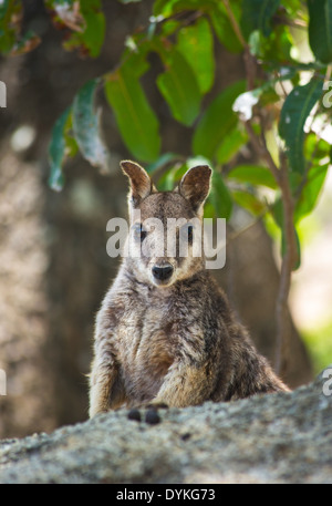 Mareeba Rock Wallaby (Petrogale mareeba) in natural habitat, Atherton Tablelands, Queensland, Australia Stock Photo