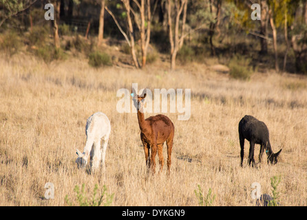 Alpacas, Vicugna pacos, grazing on a farm in New South Wales, Australia Stock Photo