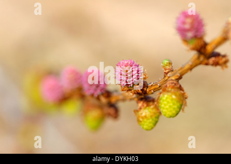 Young pollen cones and ovulate cones of larch tree Stock Photo