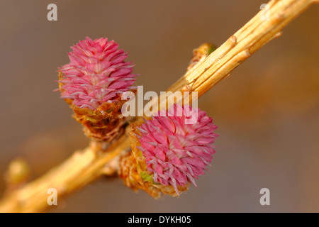 Young ovulate cones of larch tree Stock Photo