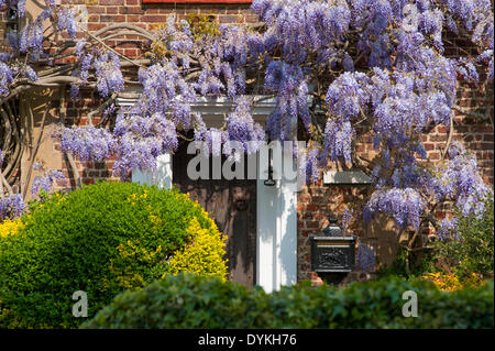 Ham Common, London, UK. 21st April 2014. Wisteria flowers draped over a cottage entrance door in sunlight Credit:  Malcolm Park editorial/Alamy Live News Stock Photo