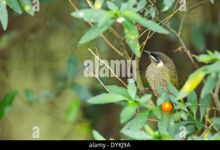 Lewin's Honeyeater, Meliphaga lewinii, sitting in a small tree, New South Wales, Australia Stock Photo