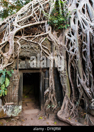 Ta Prohm Temple (Rajavihara), Angkor, Siem Reap, Cambodia Stock Photo