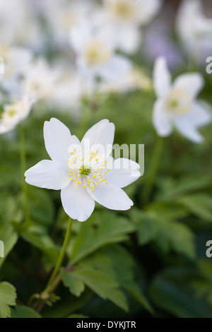 White Anemone nemorosa flowering in the woods. Stock Photo