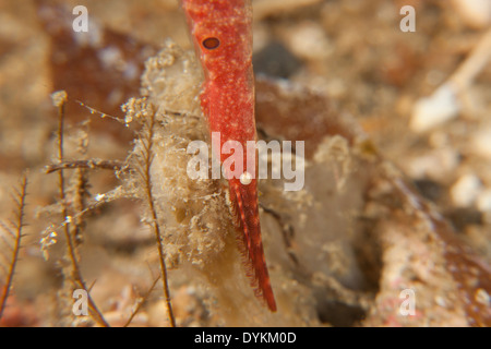 Ocellated Tozeuma Shrimp (Tozeuma lanceolatum) in the Lembeh Strait off North Sulawesi, Indonesia. Stock Photo