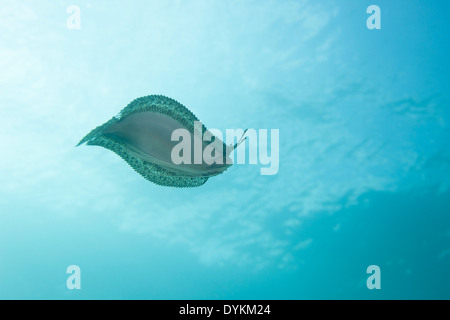 Peacock Flounder (Bothus mancus) swimming in the Lembeh Strait off North Sulawesi, Indonesia. Stock Photo