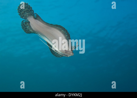 Peacock Flounder (Bothus mancus) swimming in the Lembeh Strait off North Sulawesi, Indonesia. Stock Photo