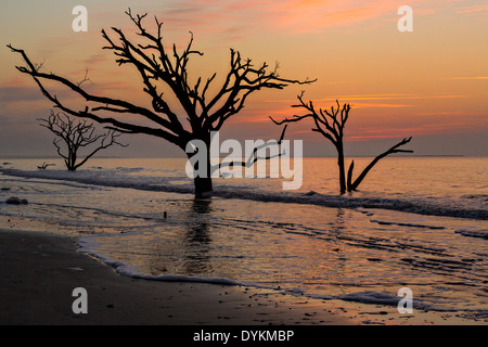 Sunrise over Boneyard Beach at Botany Bay, Edisto Island, South Carolina. Due to natural beach erosion the coastal forest is slowly being swallowed by the Atlantic Ocean. Stock Photo