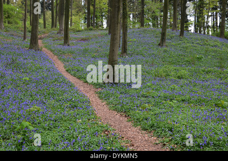 European Beech Forest with Bluebells, Hallerbos, Halle, Flemish Brabant, Flanders, Belgium Stock Photo