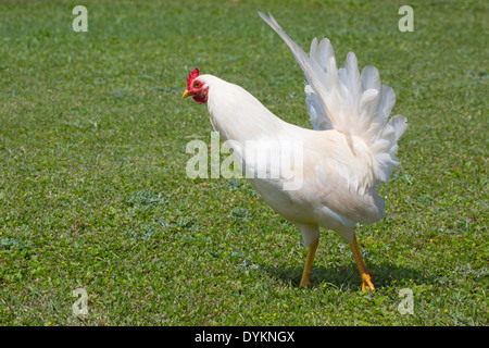 White chicken (Gallus gallus domesticus) Stock Photo