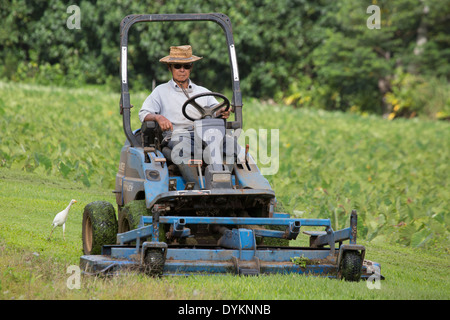 Elderly man mowing verge in between taro crops in Kauai Stock Photo