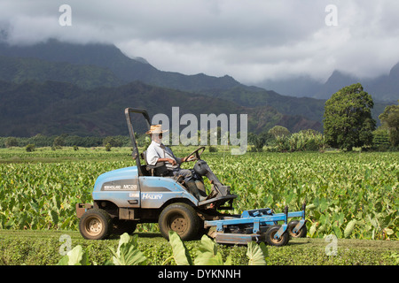 Senior man mowing verge between taro fields in Hanalei Valley, Kauai Stock Photo