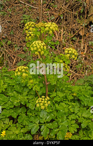 Alexanders. Common in coastal areas along roadsides and in waste places. Stock Photo