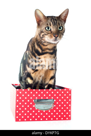 portrait of a purebred bengal cat on a white background Stock Photo