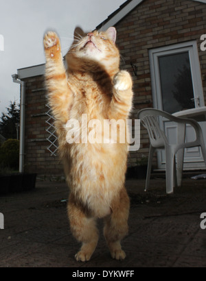 Ginger cat standing on back legs Stock Photo