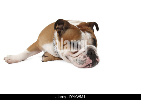 Englische Bulldogge, Canis lupus f. familiaris, English bulldog Stock Photo