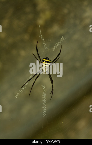 beutiful female Golden Orb spider hanging on her web Stock Photo