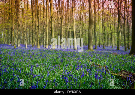 Sunlight on bluebells in Ashridge woodland, Dockey Wood Stock Photo