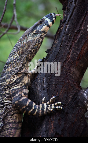 Lace Monitor, Varanus varius, climbing a tree, Wollemi National Park, NSW, Australia Stock Photo