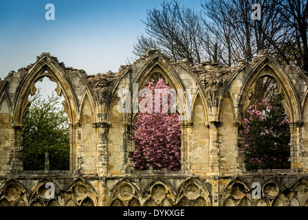 Pink spring blossom framed by the medieval window arches of St Mary's Abbey ruins. York. Stock Photo