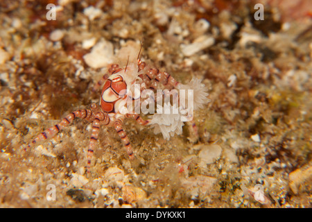 Mosaic Boxer Crab (Lybia tesselata) in the Lembeh Strait off North Sulawesi, Indonesia. Stock Photo