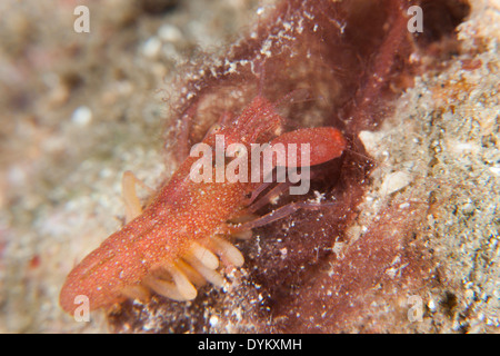 Algae-tube Snapping Shrimp (Alpheus frontalis) in the Lembeh Strait off North Sulawesi, Indonesia. Stock Photo