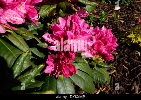 Rhododendron cultivar 'Cosmopolitan' in Flower Stock Photo
