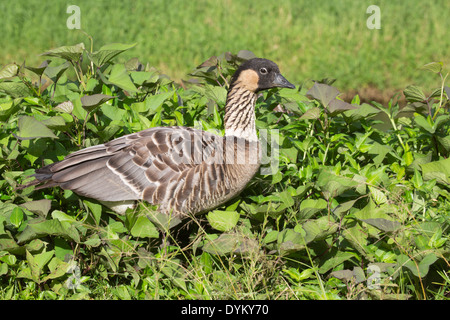 Nene Hawaiian Goose (Branta sandvicensis) Stock Photo