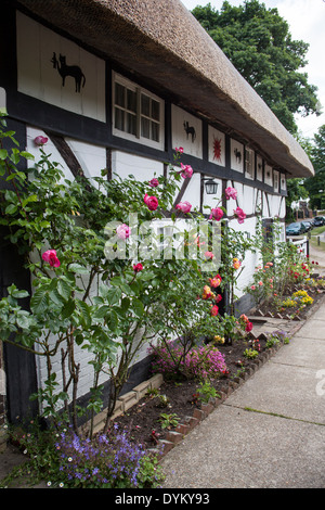 Roses round the cat house Henfield Stock Photo