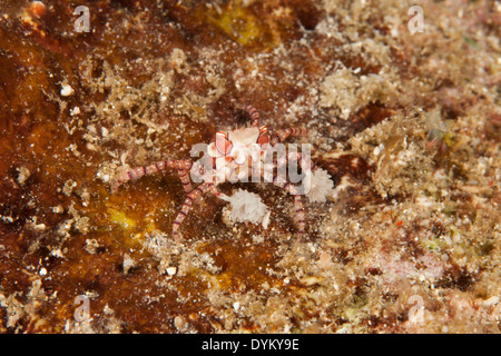 Mosaic Boxer Crab (Lybia tesselata) in the Lembeh Strait off North Sulawesi, Indonesia. Stock Photo