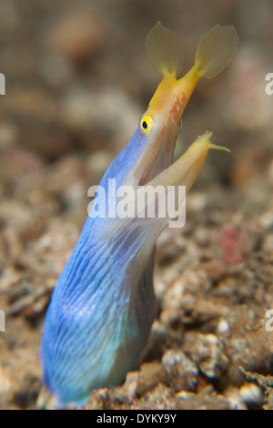 Ribbon Eel (Rhinomuraena quaesita) male peering out of his hole in the Lembeh Strait off North Sulawesi, Indonesia. Stock Photo