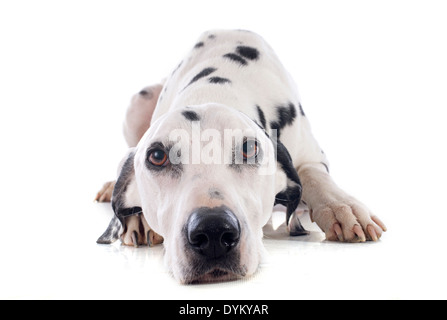 dalmatian dog in front of white background Stock Photo