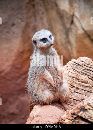 A meerkat (Suricata suricatta) in captivity, sitting and looking cute. Lincoln Park Zoo, Chicago, Illinois. Stock Photo
