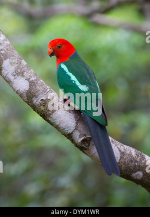 Australian King Parrot (Alisterus scapularis), Queensland, Australia Stock Photo